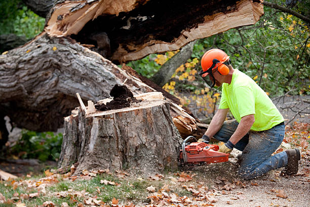 Best Tree Cabling and Bracing  in Kilauea, HI